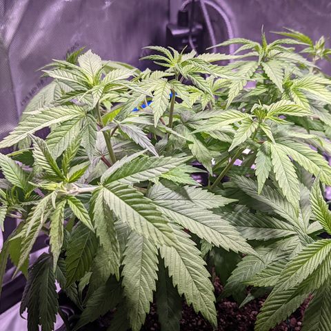 Girl Scout Cookies growlog timeline photo