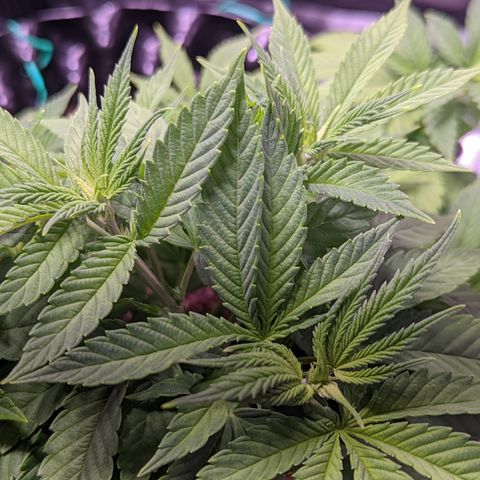 Girl Scout Cookies growlog timeline photo