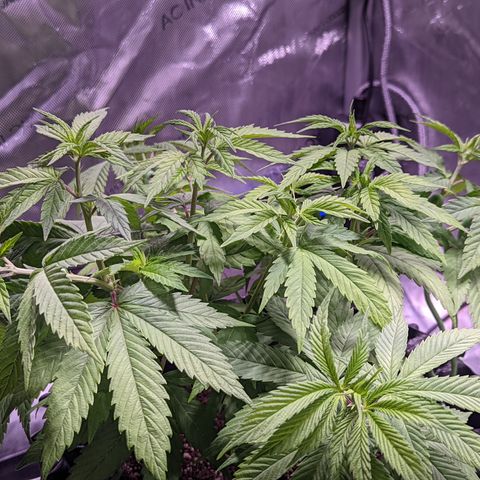 Girl Scout Cookies growlog timeline photo