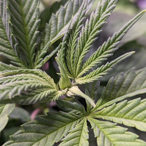 Girl Scout Cookies growlog timeline photo