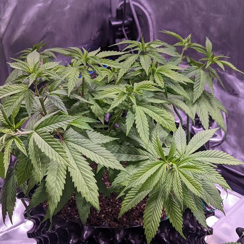 Girl Scout Cookies growlog timeline photo