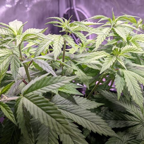 Girl Scout Cookies growlog timeline photo