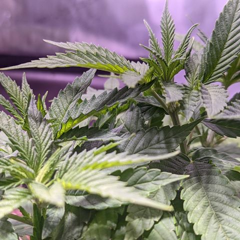 Girl Scout Cookies growlog timeline photo