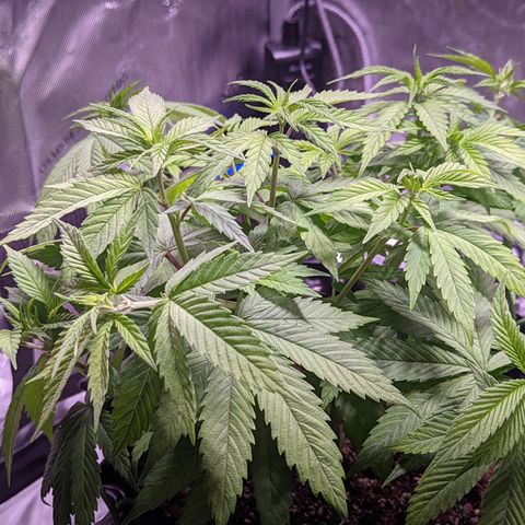 Girl Scout Cookies growlog timeline photo