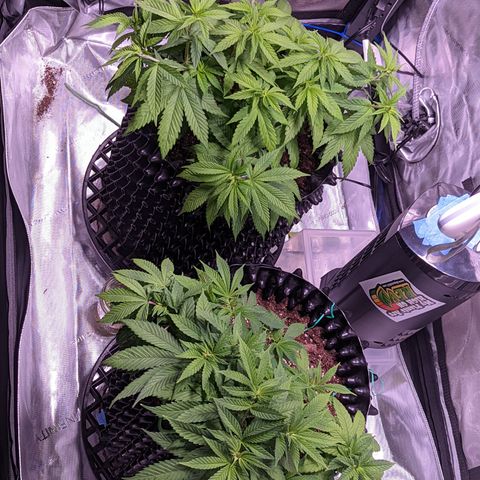 Girl Scout Cookies growlog timeline photo