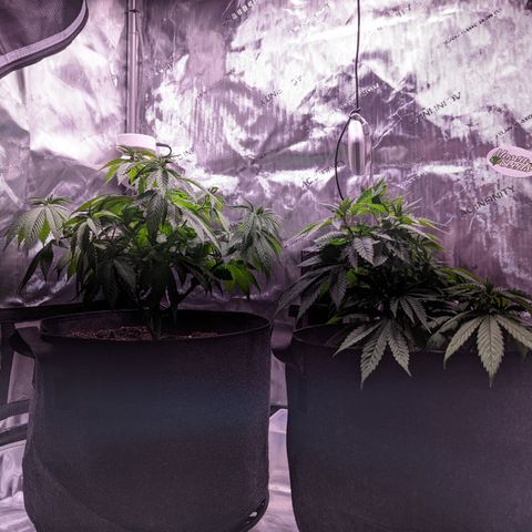 Girl Scout Cookies growlog timeline photo