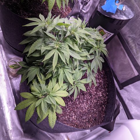 Girl Scout Cookies growlog timeline photo