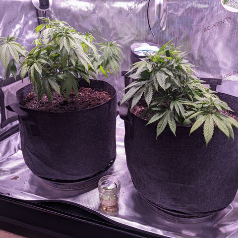 Girl Scout Cookies growlog timeline photo
