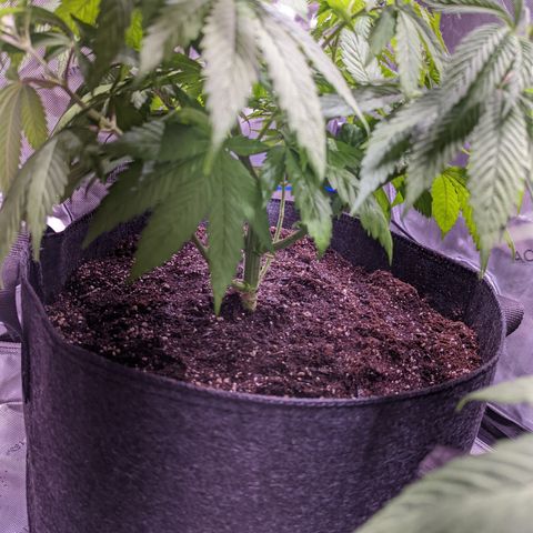 Girl Scout Cookies growlog timeline photo