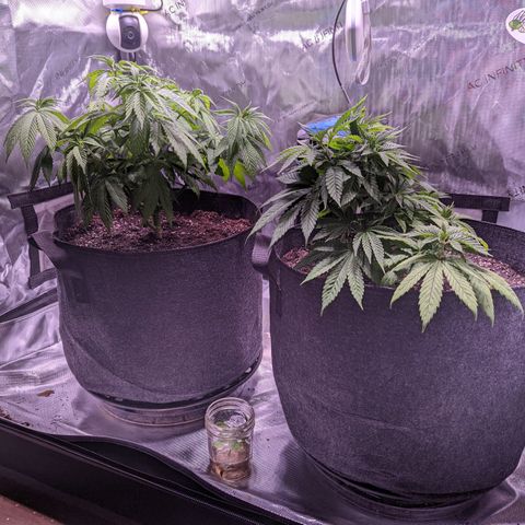 Girl Scout Cookies growlog timeline photo