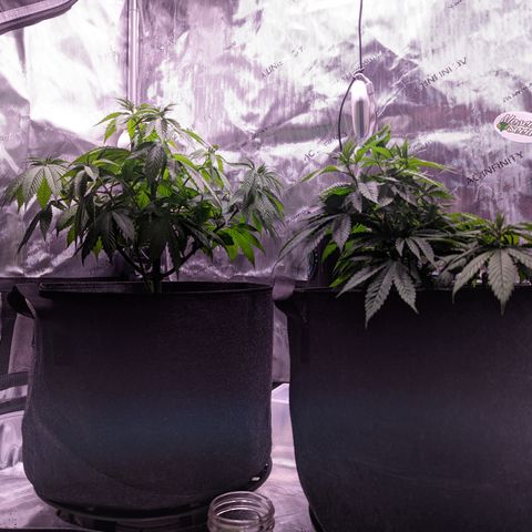 Girl Scout Cookies growlog timeline photo