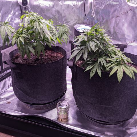 Girl Scout Cookies growlog timeline photo