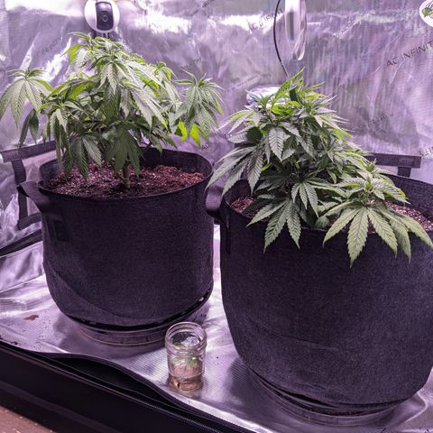 Girl Scout Cookies growlog timeline photo