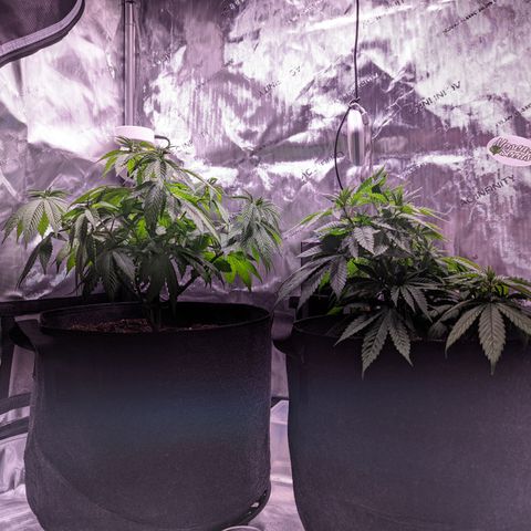 Girl Scout Cookies growlog timeline photo