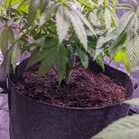 Girl Scout Cookies growlog timeline photo