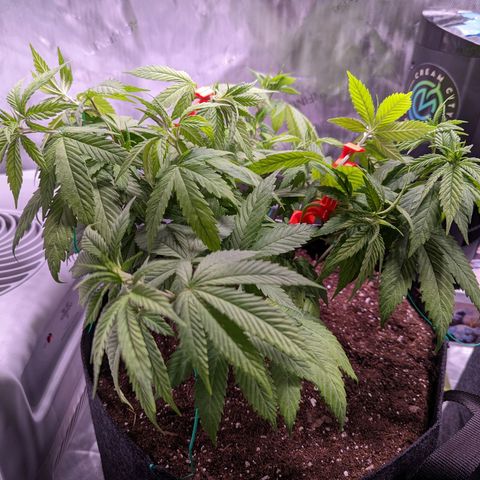 Girl Scout Cookies growlog timeline photo
