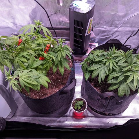 Girl Scout Cookies growlog timeline photo