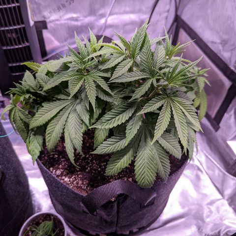 Girl Scout Cookies growlog timeline photo