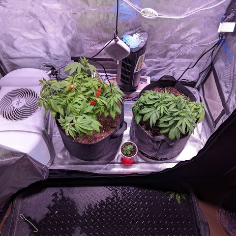 Girl Scout Cookies growlog timeline photo