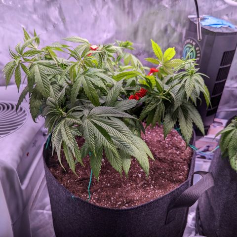 Girl Scout Cookies growlog timeline photo