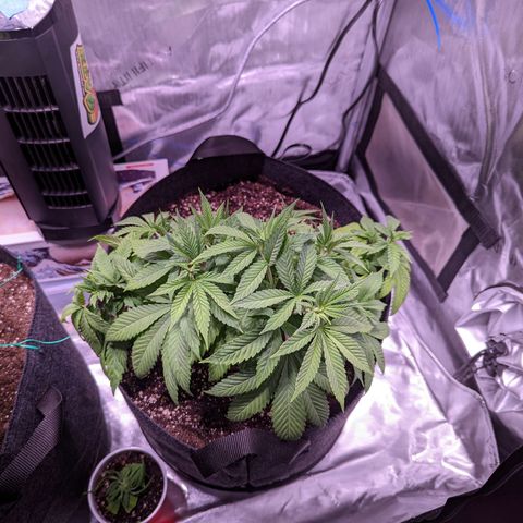 Girl Scout Cookies growlog timeline photo