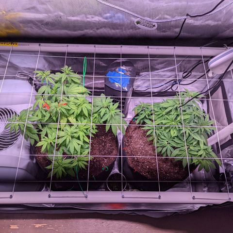 Girl Scout Cookies growlog photo: I installed a PVC scrog net to the tent. 