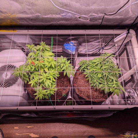 Girl Scout Cookies growlog photo: I installed a PVC scrog net to the tent. 