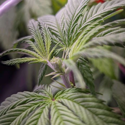 Girl Scout Cookies growlog photo: I installed a PVC scrog net to the tent. 