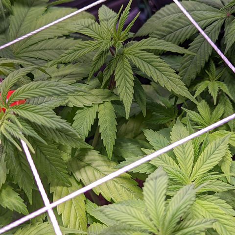 Girl Scout Cookies growlog photo: I installed a PVC scrog net to the tent. 