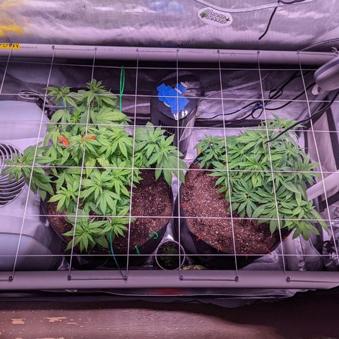 Girl Scout Cookies growlog photo: I installed a PVC scrog net to the tent. 