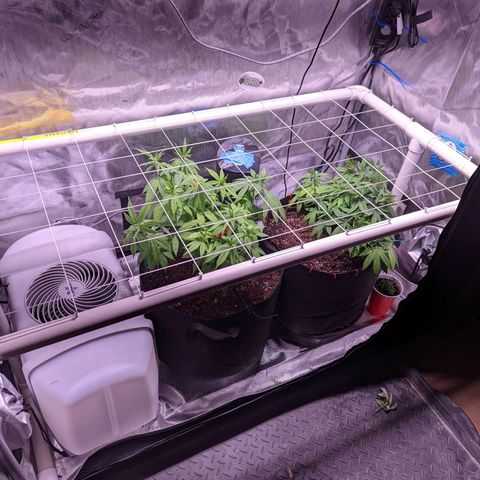 Girl Scout Cookies growlog photo: I installed a PVC scrog net to the tent. 