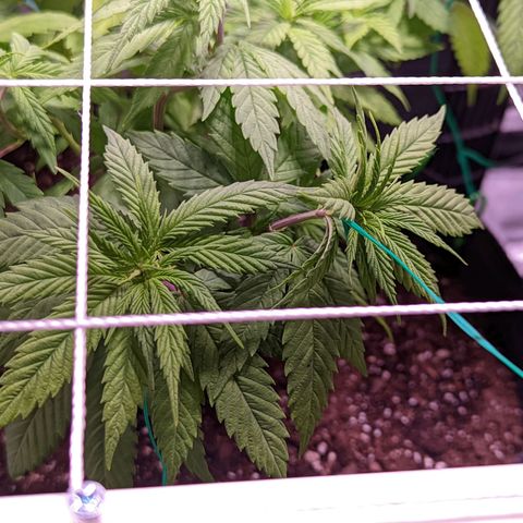 Girl Scout Cookies growlog photo: I installed a PVC scrog net to the tent. 