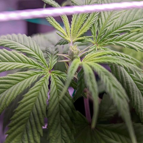 Girl Scout Cookies growlog photo: I installed a PVC scrog net to the tent. 