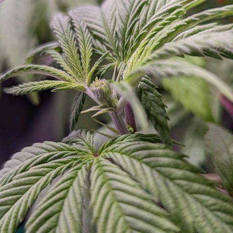 Girl Scout Cookies growlog photo: I installed a PVC scrog net to the tent. 