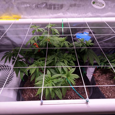 Girl Scout Cookies growlog photo: I installed a PVC scrog net to the tent. 