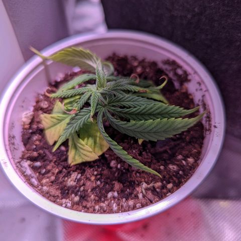 Girl Scout Cookies growlog timeline photo