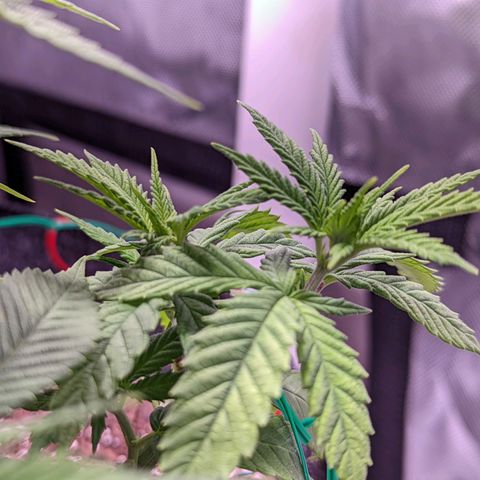 Girl Scout Cookies growlog timeline photo