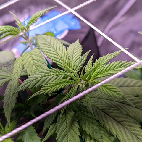 Girl Scout Cookies growlog timeline photo