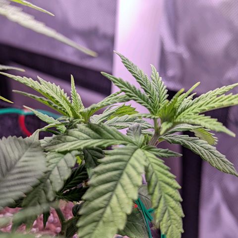 Girl Scout Cookies growlog timeline photo