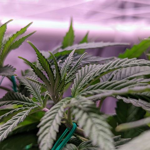 Girl Scout Cookies growlog timeline photo