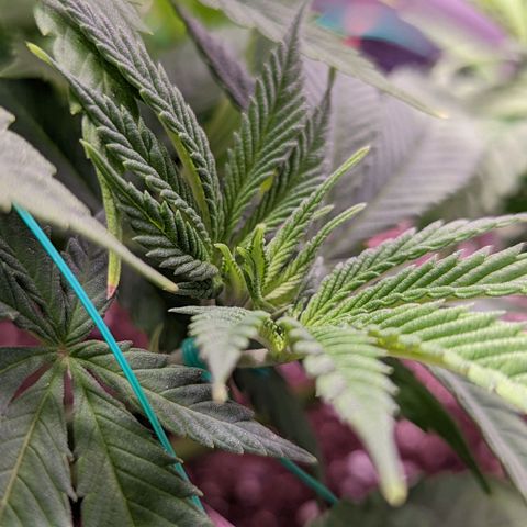 Girl Scout Cookies growlog timeline photo