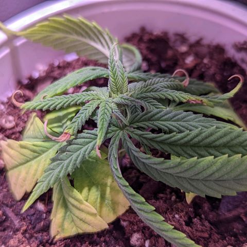 Girl Scout Cookies growlog timeline photo