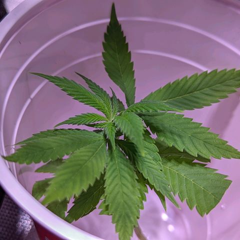 Girl Scout Cookies growlog timeline photo