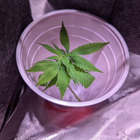 Girl Scout Cookies growlog timeline photo