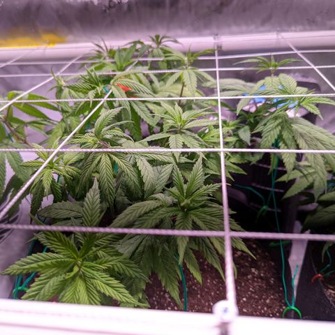 Girl Scout Cookies growlog timeline photo