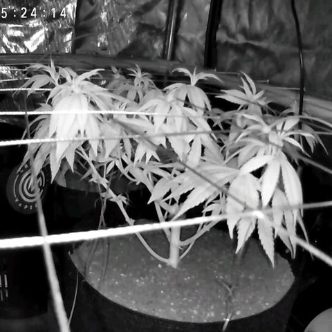 Girl Scout Cookies growlog timeline photo