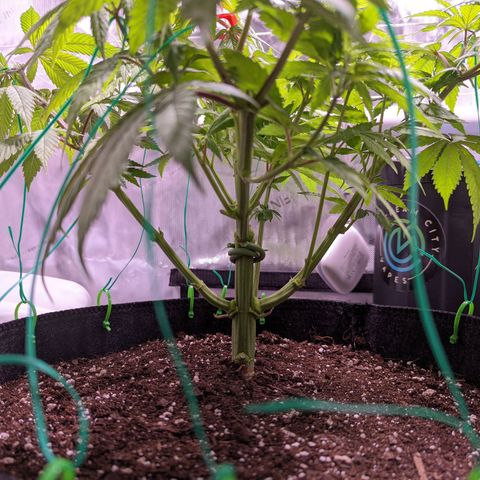 Girl Scout Cookies growlog timeline photo