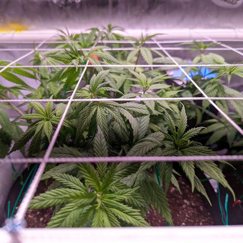 Girl Scout Cookies growlog timeline photo