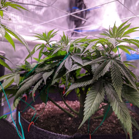 Girl Scout Cookies growlog timeline photo