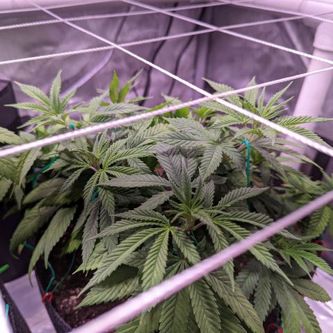 Girl Scout Cookies growlog timeline photo